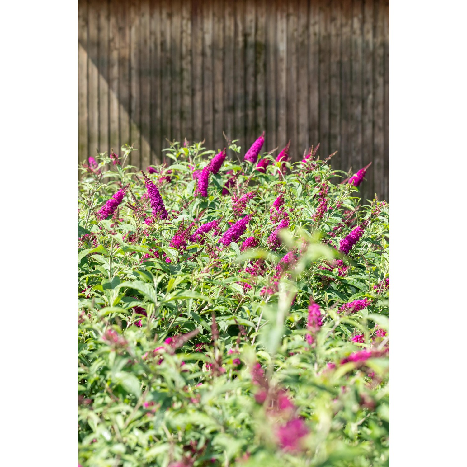 Blühender, roter Sommerflieder (Buddleja) im Topf. Schmetterlingsflieder mit roten Blüten.
