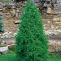 Grüne Thuja 'Columna' (125-150 cm) als Heckenpflanze im Garten.