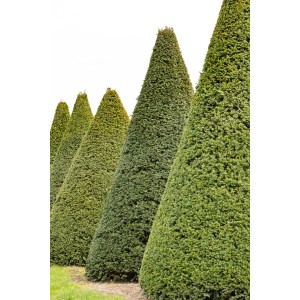 Eibe (Taxus baccata) Set mit 30 Pflanzen, kegelförmig geschnitten, für Hecken.