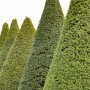 Eibe (Taxus baccata) Set mit 30 Pflanzen, kegelförmig geschnitten, für Hecken.
