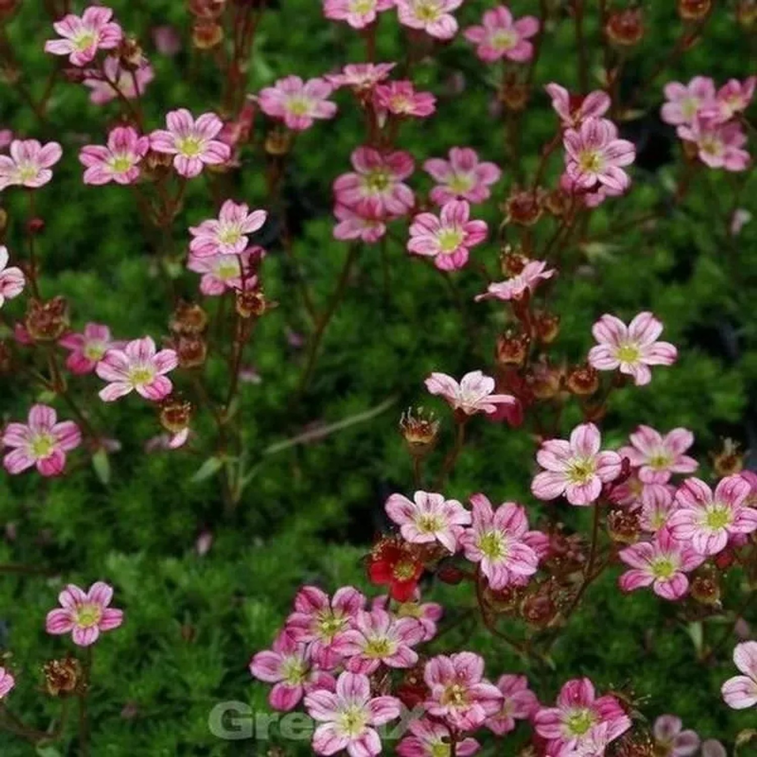 Moossteinbrech Harder Zwerg - Saxifraga arendsii