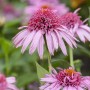 Nahaufnahme von rosa blühendem Purpur-Sonnenhut (Echinacea purpurea) im Garten.