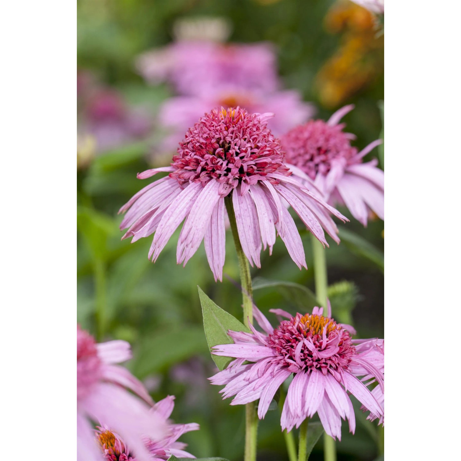 Nahaufnahme von rosa blühendem Purpur-Sonnenhut (Echinacea purpurea) im Garten.
