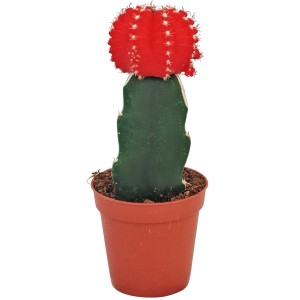 Erdbeerkaktus (Gymnocalycium) im Topf, veredelte Form mit rotem "Erdbeer"-Aufsatz.