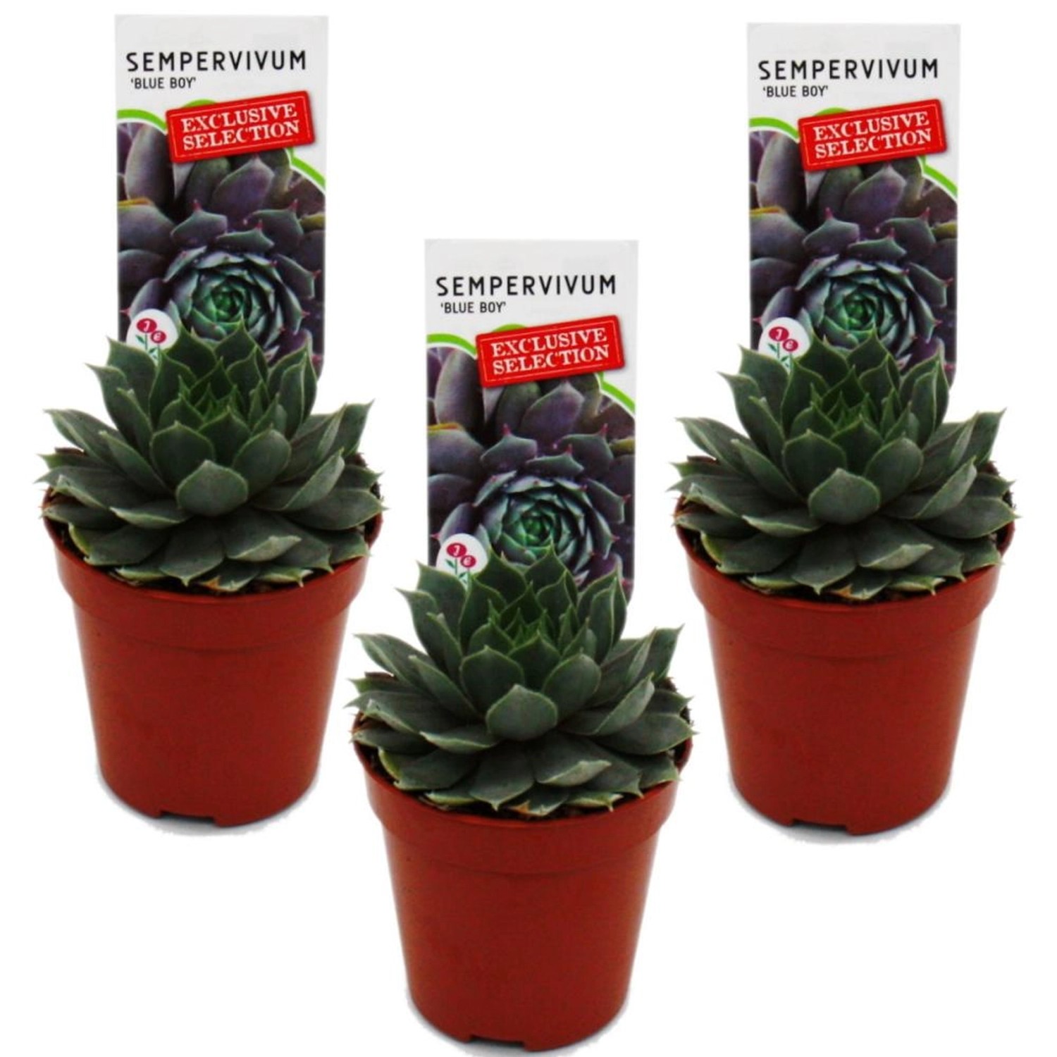 Exotenherz Exkluisver Hauswurz Sempervivum Ausgefallene Sammlersorte Blue B günstig online kaufen