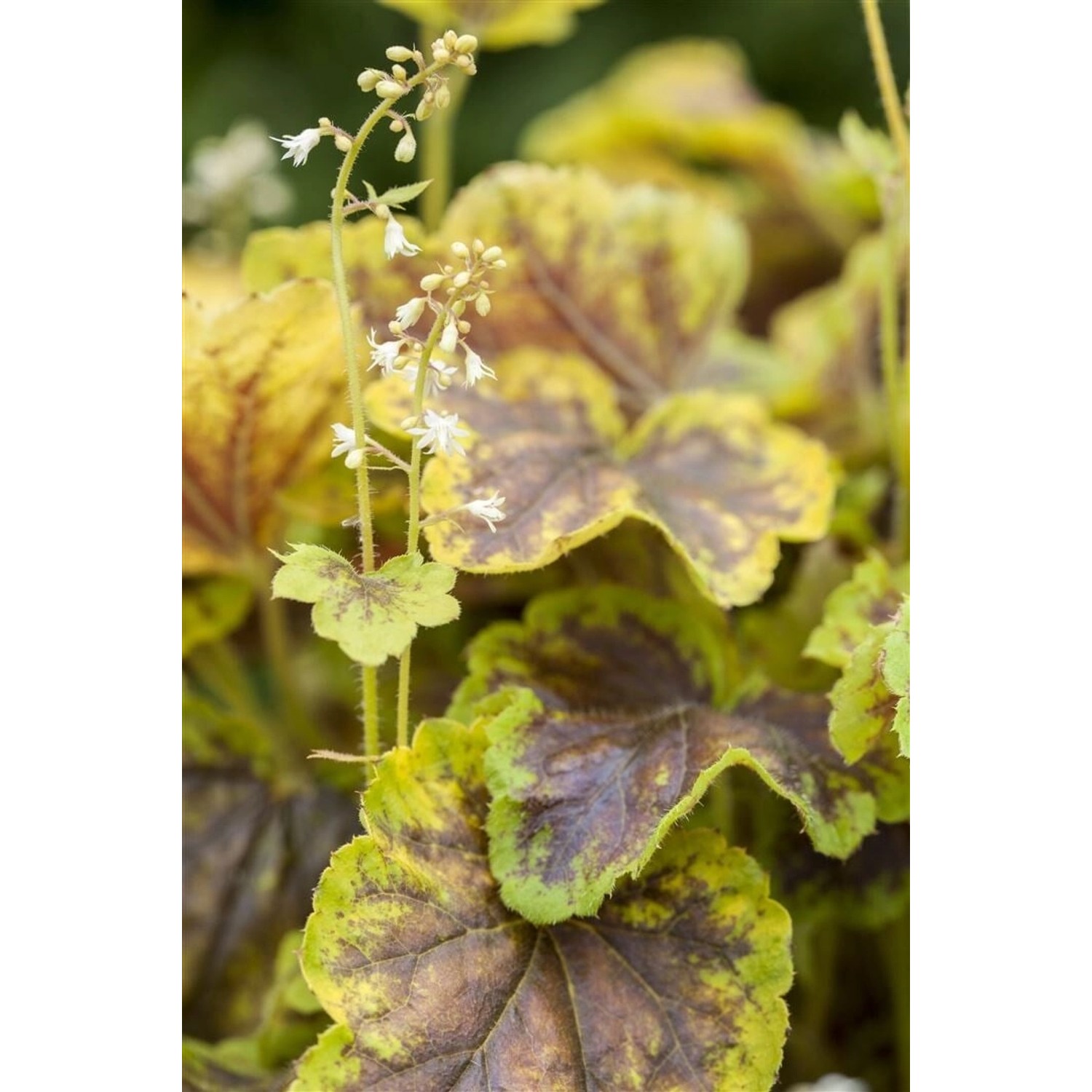 Heucherella(X) Tiarell.'Solar Eclipse' Ca. 11x11 cm Topf günstig online kaufen