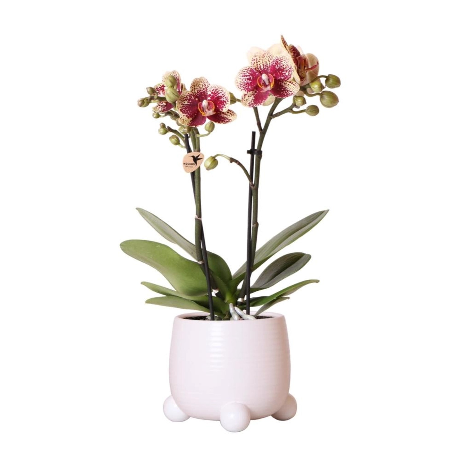Kolibri Orchideen Gelb Rote Phalaenopsis Orchidee Spanien im Rolling Ziertopf Weiß Topfgröße 9cm 40cm Hoch