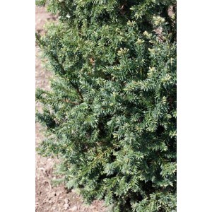 Detailaufnahme einer dunkelgrünen, kugeligen Taxus Baccata Eibe, 20–25 cm hoch.