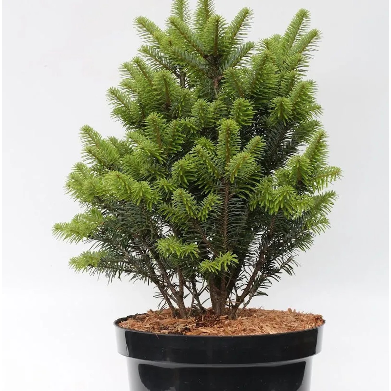 Weiß-Tanne Pyramidalis 40-50cm - Abies alba Pyramidalis