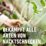 Hand schützt Kohlrabi vor Schnecken mit Compo Schneckenkorn. Nacktschnecken-Bekämpfung im Garten.