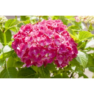 Nahaufnahme der roten Blüten der Bauernhortensie Alpenglühen (Hydrangea Mac.) mit grünen Blättern.