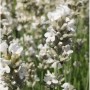 Nahaufnahme des Echten Lavendel Edelweiß (Lavandula angustifolia) mit weißen Blüten.