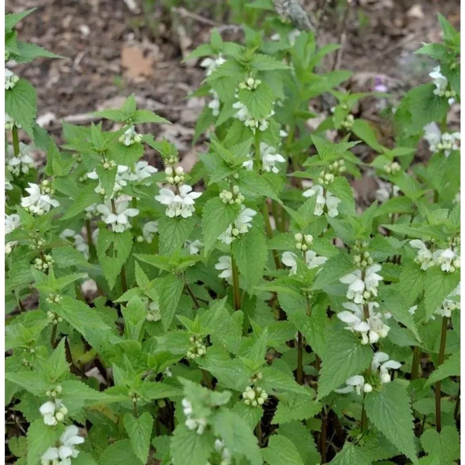 Große Waldnessel Album - Lamium orvala
