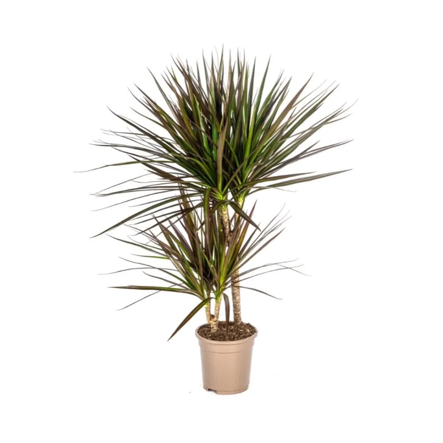 Exotenherz Dracaena Marginata Magenta 17cm Topf Höhe 50-70cm günstig online kaufen