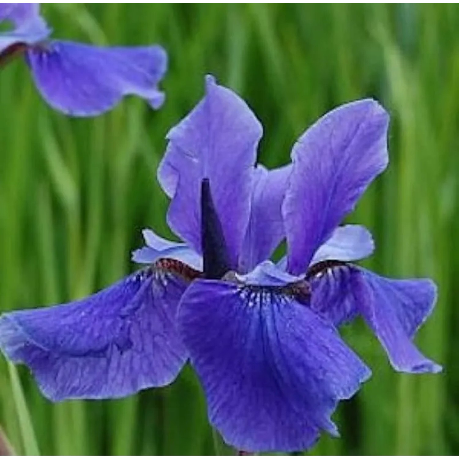 Sibirische Wieseniris Taubenblau - Iris sibirica