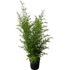 Bisset-Bambus (Phyllostachys bissetii) im Topf, ca. 26 cm Ø, immergrüner Sichtschutz.