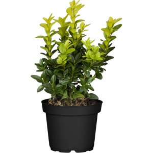 Buchsbaum im Topf, ca. 5-10 cm hoch. Immergrüne Pflanze für Hecken und Formschnitt.