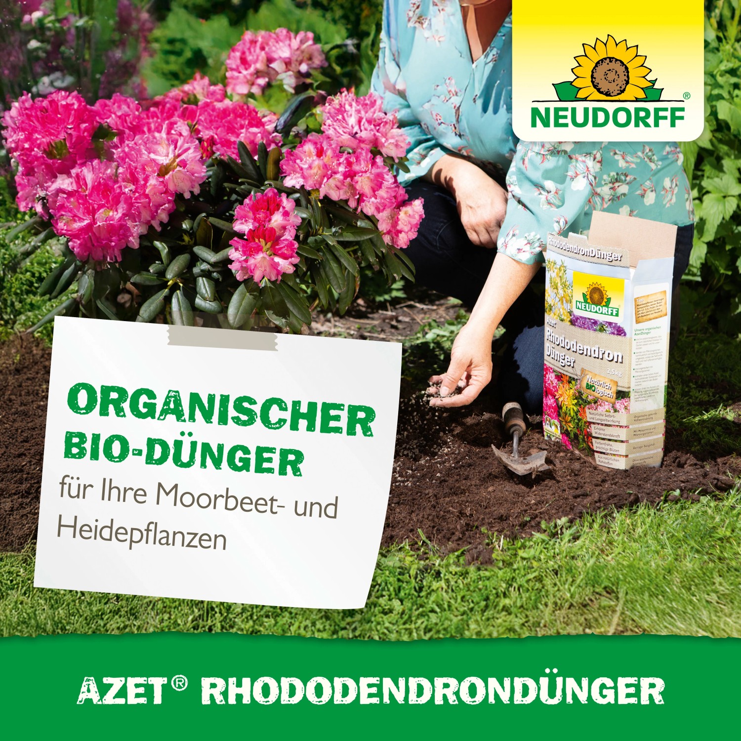 Neudorff Azet Rhododendron-Dünger 1 kg im Einsatz für prächtige Blüten.