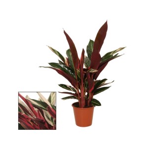 Calathea Triostar im 14cm Topf: Exotenherz Schattenpflanze mit auffälligem Blattmuster in Rot, Grün und Weiß.