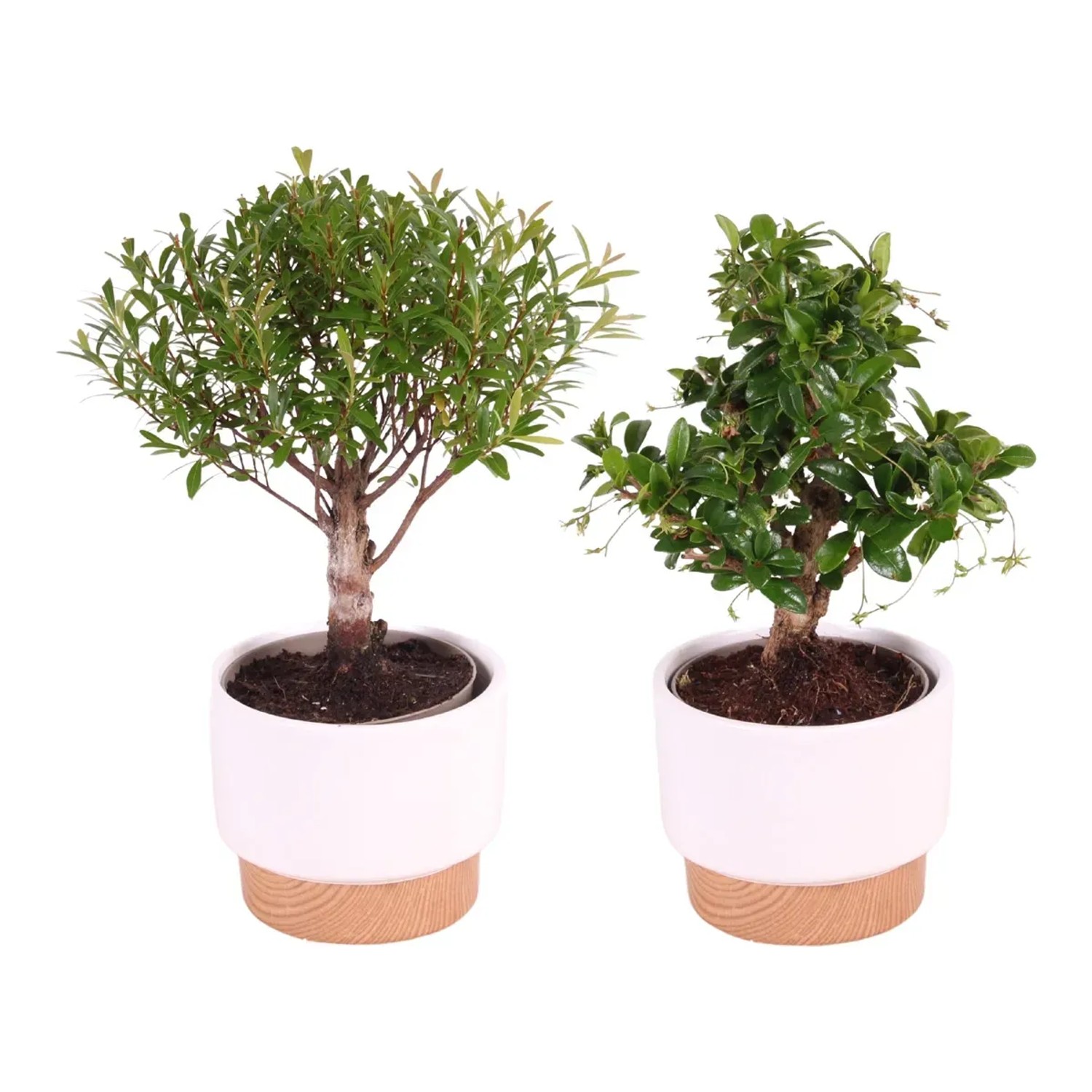 Zimmerbonsai  11 cm kaufen bei OBI