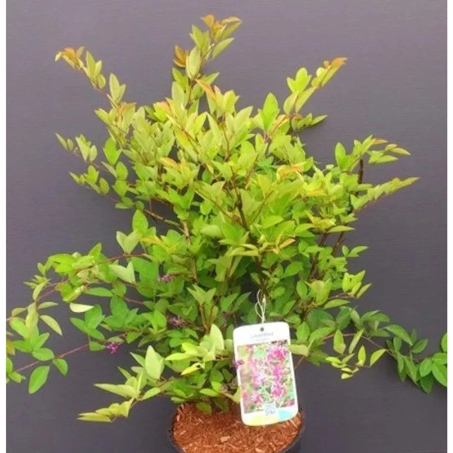 Japanischer Buschklee 30-40cm - Lespedeza buergeri