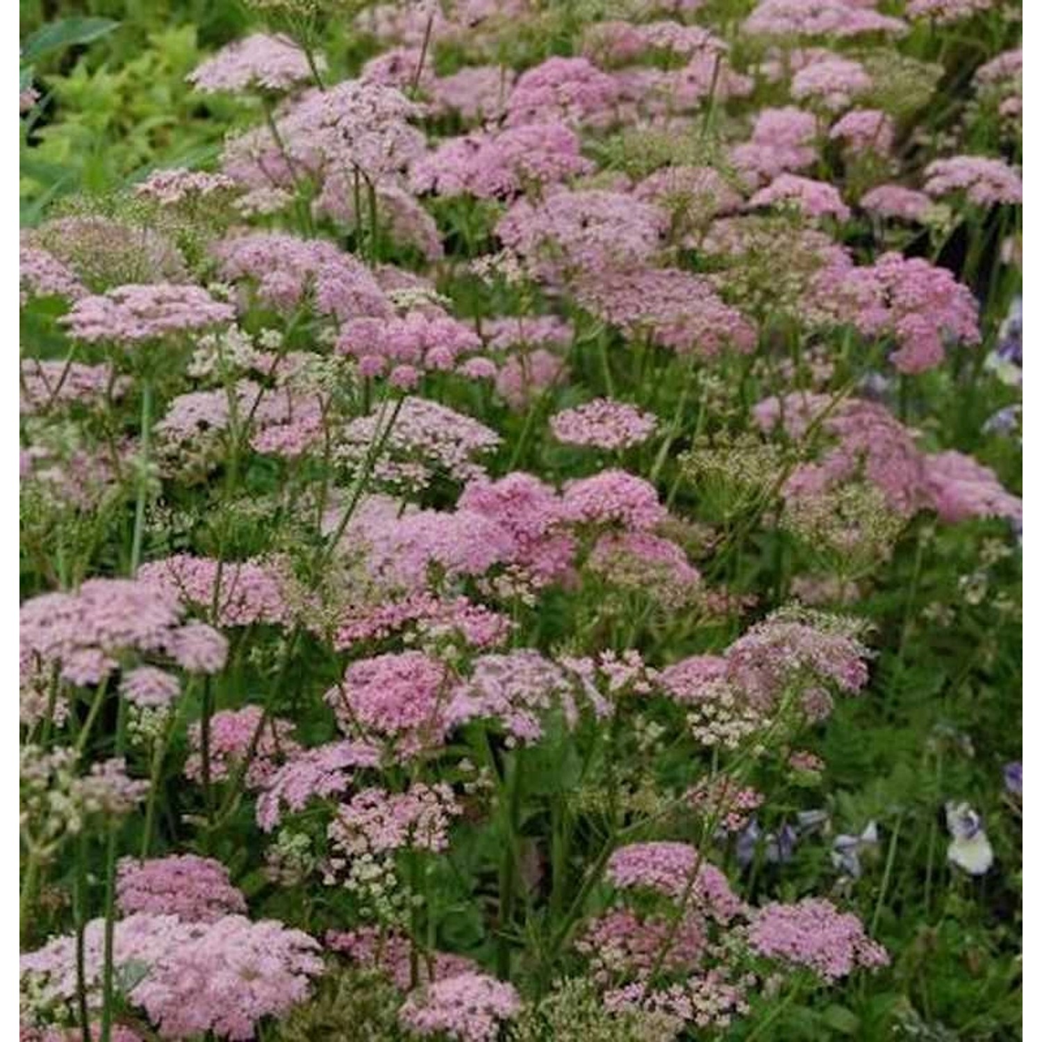 Große Bibernelle Rosea - Pimpinella major