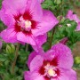 Hibiskus Tahiti Violett mit tiefvioletten Blüten und roter Mitte. Sommerblüher.