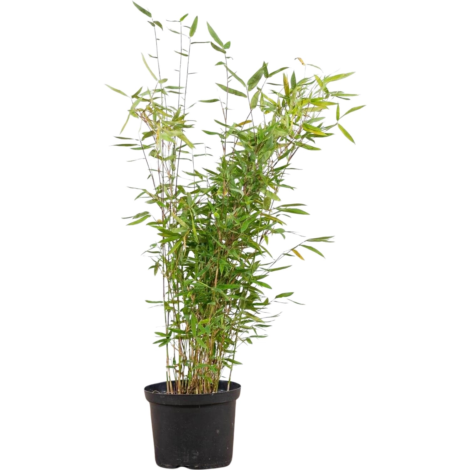 Heckenbambus Jumbo Set à 15 Stück Höhe ca. 125 - 150 cm Fargesia murielae