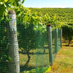 Grüner Karat Volierendraht als Drahtzaun im Garten, Maschenweite 12,7mm.