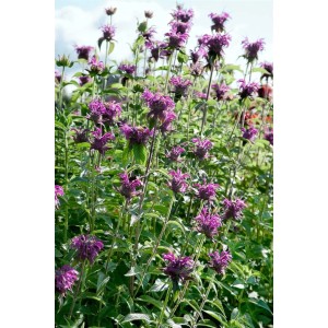 Violett blühende Wilde Bergamotte 'Blaustrumpf' (Monarda fistulosa) im Gartenbeet.