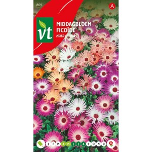 Mittagsblume Mischung Samen Ca. 1 g Blüht am Nachmittag