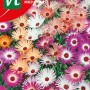 Mittagsblume Mischung Samen Ca. 1 g Blüht am Nachmittag