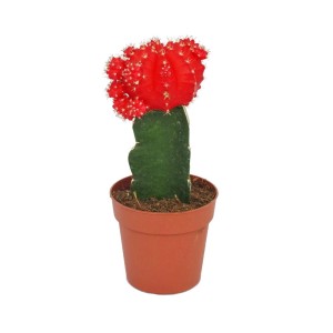 Exotenherz Gymnocalycium Erdbeerkaktus Rot im 8,5cm Topf.