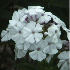 Nahaufnahme der weißen Blüten der Hohen Flammenblume 'Weiße Wolke' (Phlox paniculata).