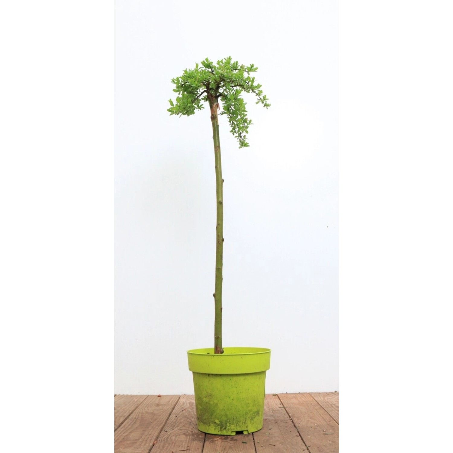 Salix Arbuscula Bergweide 30 cm Stammhöhe günstig online kaufen