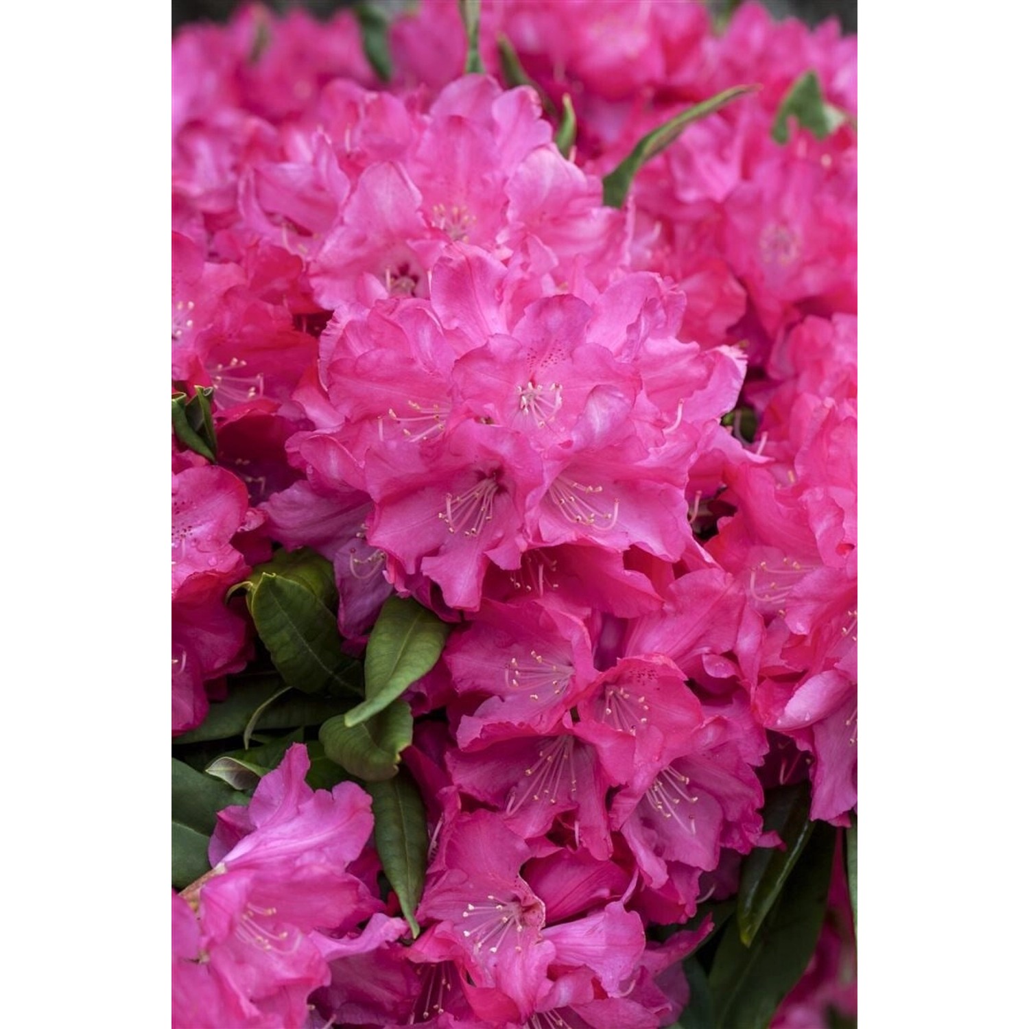 Rhododendron Makinoi Diamant Immergrün Rosa Blüten 70 cm Stammhöhe günstig online kaufen