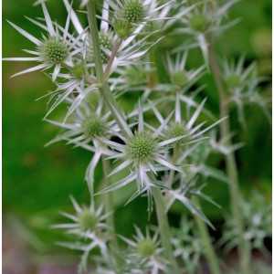 Detailaufnahme der Buntlaubigen Edeldistel (Eryngium variifolium), eine dekorative Staude.
