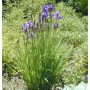 Sibirische Wieseniris Marilyn Holmes mit violetten Blüten im Gartenbeet.