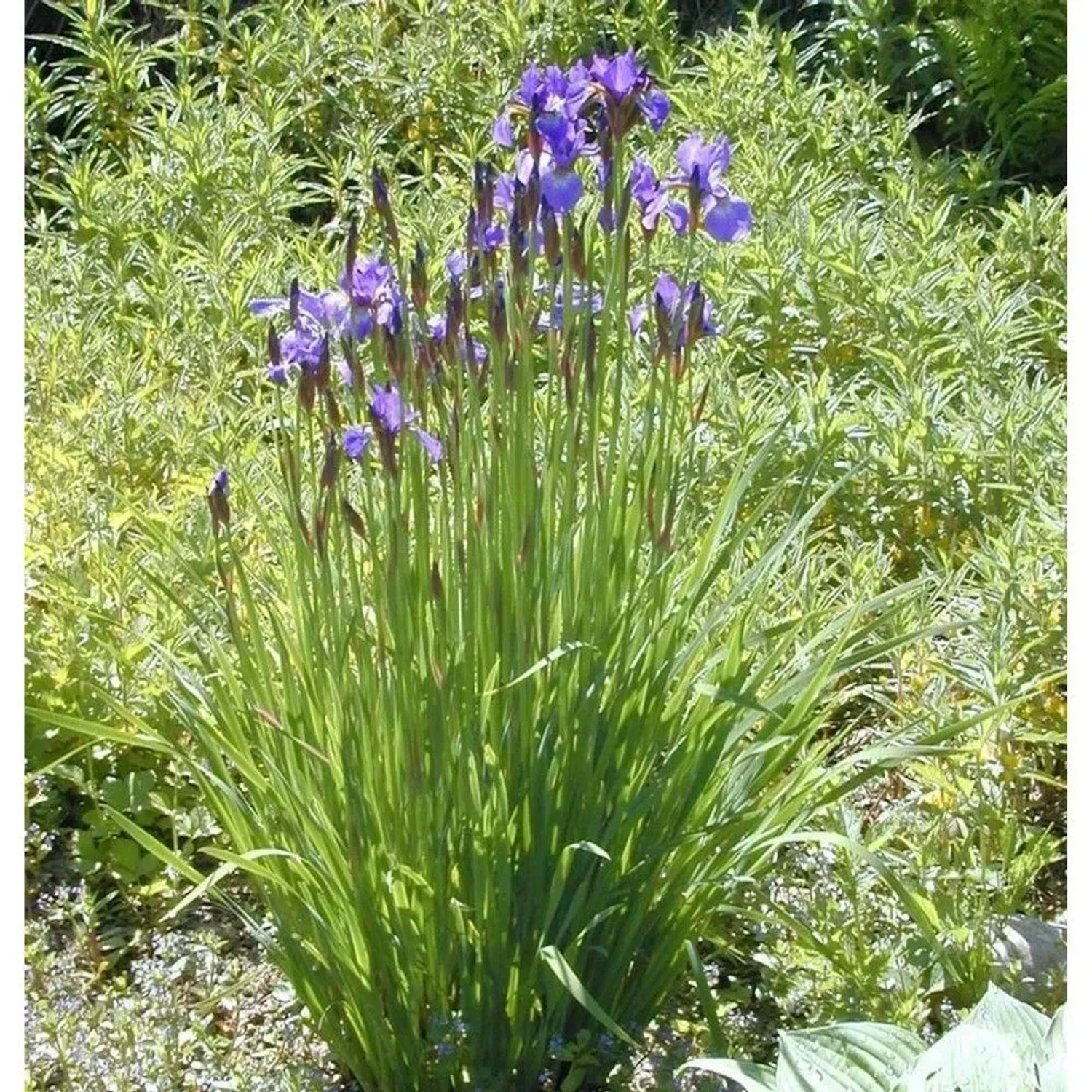 Sibirische Wieseniris Marilyn Holmes - Iris sibirica