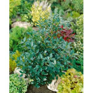 Ilex 'Heckenpracht' (150-175cm) im Garten: Immergrüne Heckenpflanze mit glänzenden Blättern.