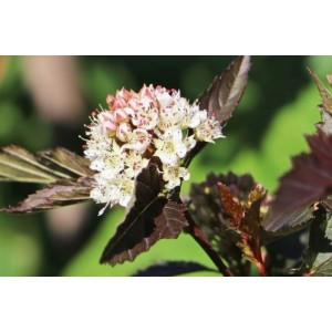 Fasanenspiere 'Summer Wine' mit purpurroten Blättern und weißen Blüten als Topfpflanze.