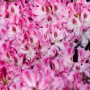 Nahaufnahme: Rosa Rhododendron Hybr. Helen Martin Blüten, Detailaufnahme der Blütenpracht.