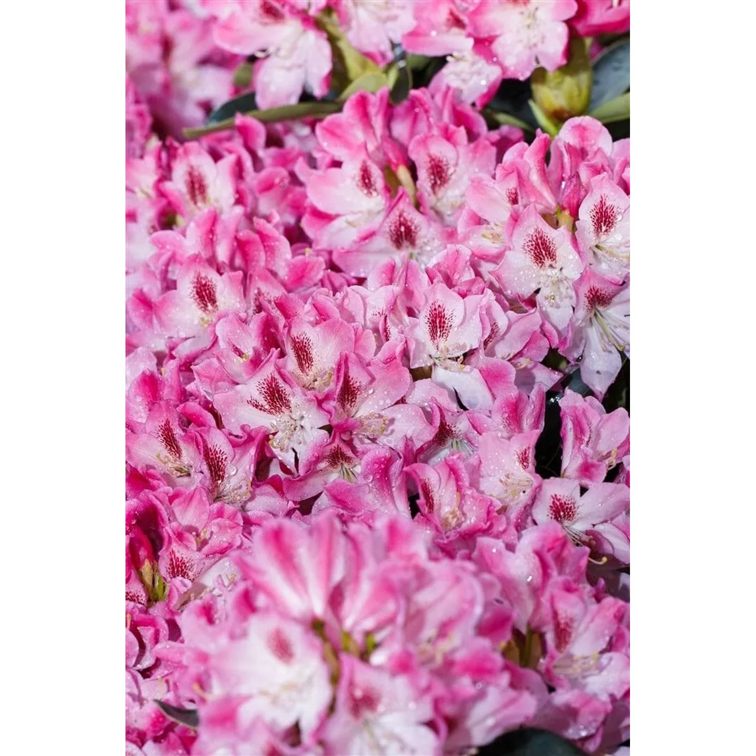 Nahaufnahme: Rosa Rhododendron Hybr. Helen Martin Blüten, Detailaufnahme der Blütenpracht.