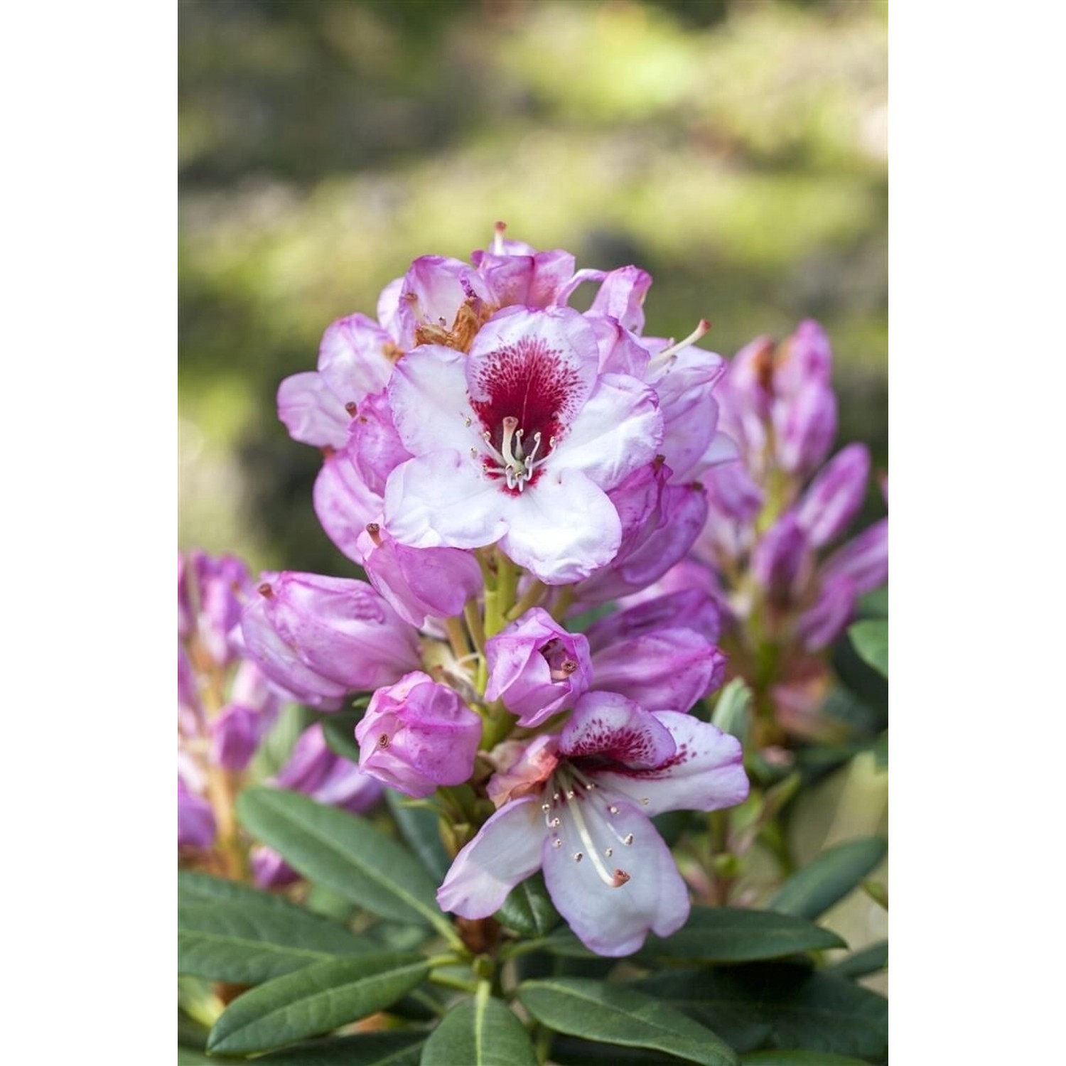 Rhododendron Hybr. Cassata Rhododendron Rosa 50–60 cm günstig online kaufen