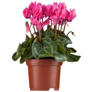 Herbst-Alpenveilchen Rosa im braunen Topf, ca. 9x9 cm. Zarte, rosafarbene Blüten und grüne Blätter.