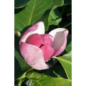 Nahaufnahme einer rosa-weißen Magnolie 'Cameo'® Blüte von GROW by OBI.