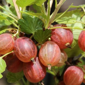 Nahaufnahme von reifen, roten Stachelbeeren am Strauch. Bio-Qualität.