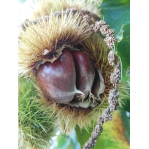 Esskastanien Belle Epine im geöffneten Fruchtstand mit zwei braunen Kastanien.