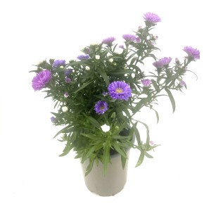Glattblatt-Aster (Aster novi-belgii) im Topf mit violetten Blüten.