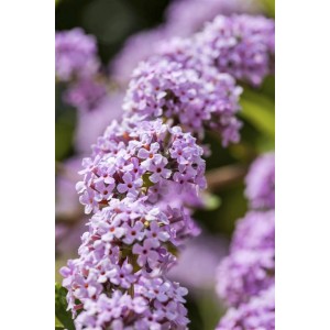 Nahaufnahme des Schmetterlingsflieders Buddleja Alternifolia mit lila Blüten.